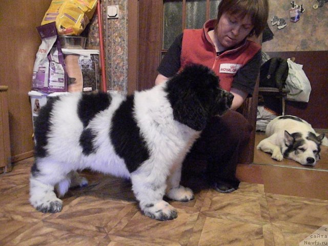 Фото: Nataliya Snigireva (Наталия Снигирева), ньюфаундленд Super Bizon Ekaterinburg (Супер Бизон Екатеринбург)