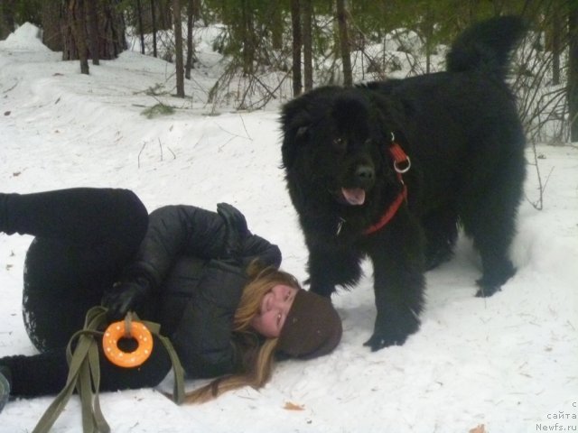 Фото: ньюфаундленд Super Bizon Deka (Супер Бизон Дека), Alyona SCHelkonogova (Алёна Щелконогова)