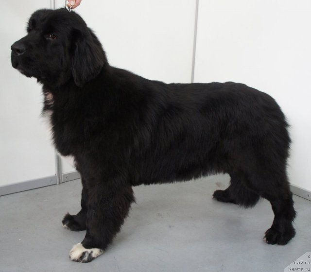 Фотография № 62775