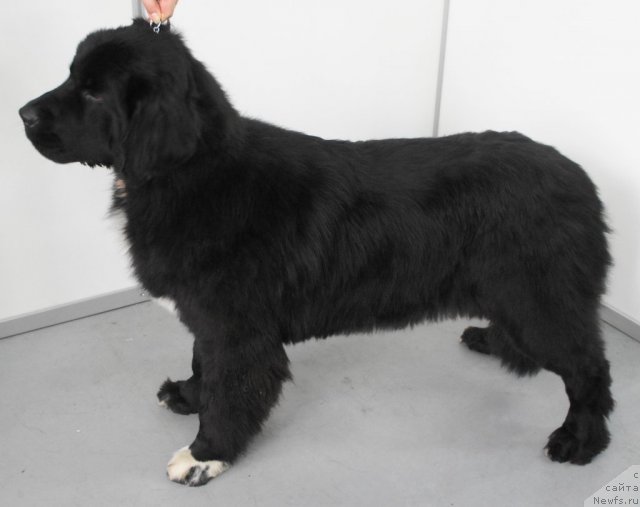 Фото: ньюфаундленд Pitern'yuf CHa-CHa-CHa (Питерньюф Ча-Ча-Ча)