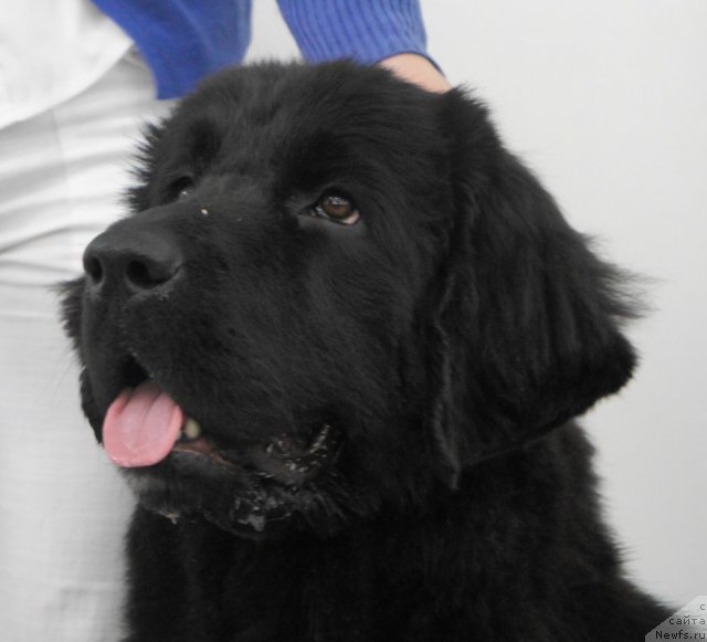 Фотография № 62777