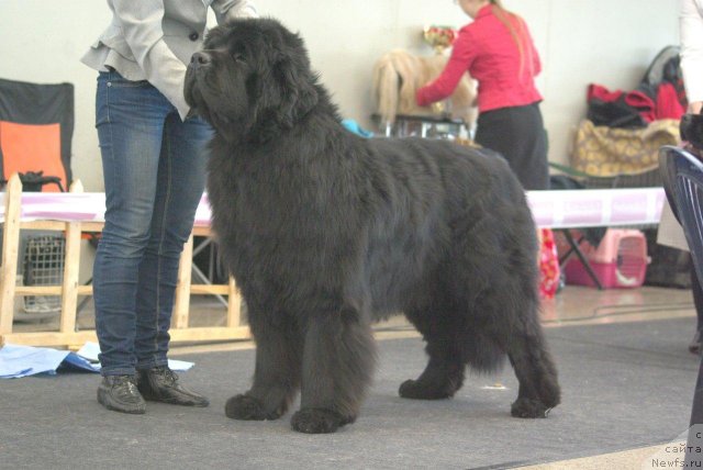 Фото: ньюфаундленд Rescue Life Nuo Ozo Kalvu