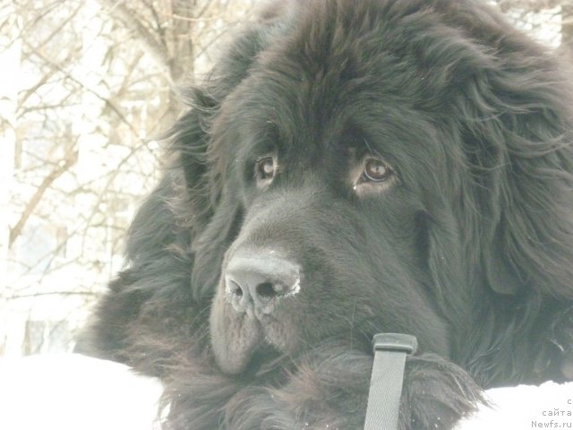 Фото: ньюфаундленд Il'ya Muromec (Илья Муромец)