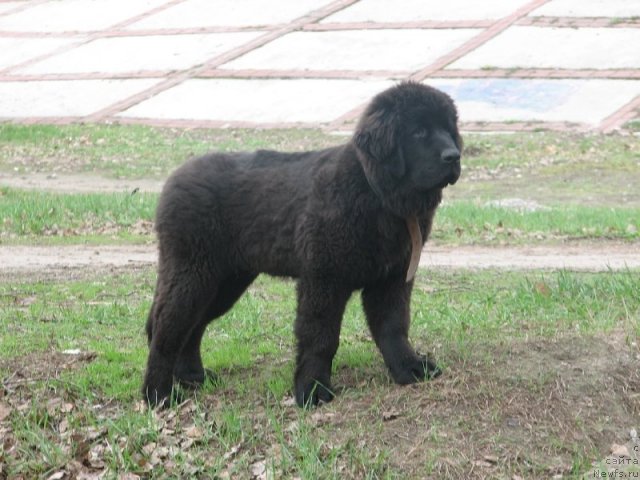 Фото: ньюфаундленд Akcello Faithful Friend Aqua Pearl