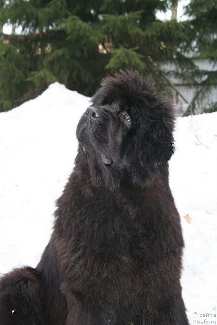 Фото: ньюфаундленд Smigar Nimfeya Neotrazimaya (Смигар Нимфея Неотразимая)