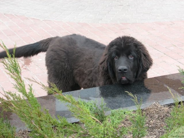 Фото: ньюфаундленд Akcello Faithful Friend Aqua Pearl