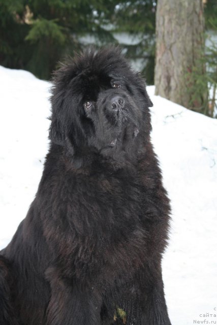 Фото: ньюфаундленд Smigar Nimfeya Neotrazimaya (Смигар Нимфея Неотразимая)
