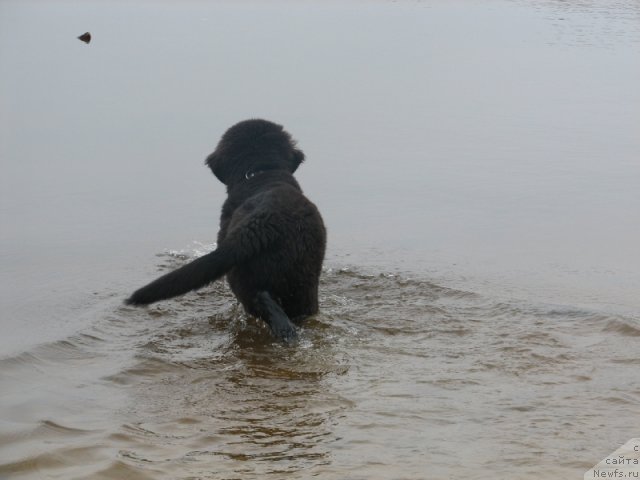 Фото: ньюфаундленд Akcello Faithful Friend Aqua Pearl