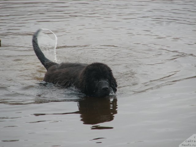 Фото: ньюфаундленд Akcello Faithful Friend Aqua Pearl