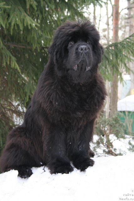 Фото: ньюфаундленд Smigar Nimfeya Neotrazimaya (Смигар Нимфея Неотразимая)