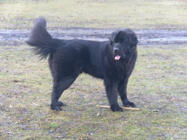 Фото: ньюфаундленд Akcello Faithful Friend Aqua Pearl