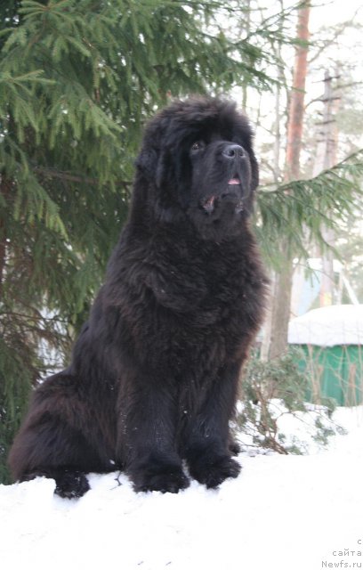 Фото: ньюфаундленд Smigar Nimfeya Neotrazimaya (Смигар Нимфея Неотразимая)