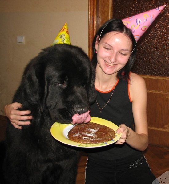 Фото: ньюфаундленд Akcello Faithful Friend Aqua Pearl