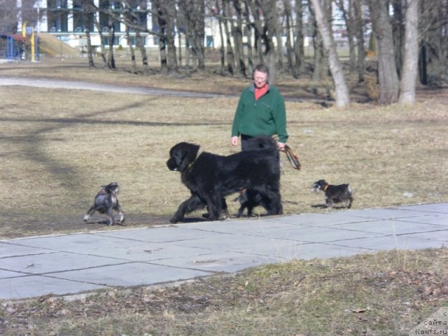 Фото: ньюфаундленд Akcello Faithful Friend Aqua Pearl