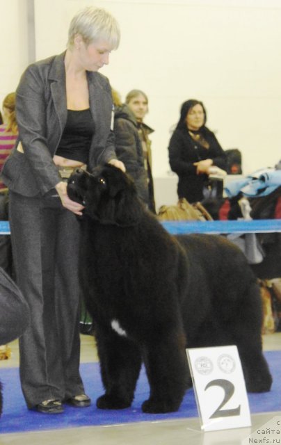 Фото: ньюфаундленд I'm in Love Midnight Bear