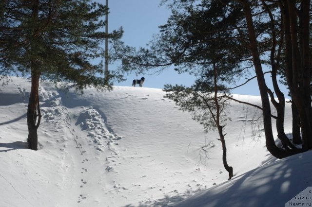 Фото: ньюфаундленд Kiper Soul Jemchujina Belaya (Кипер Соул Жемчужина Белая)