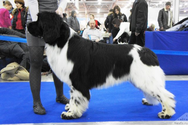 Фото: ньюфаундленд Piternyuf Play Boy (Питерньюф Плэй Бой)