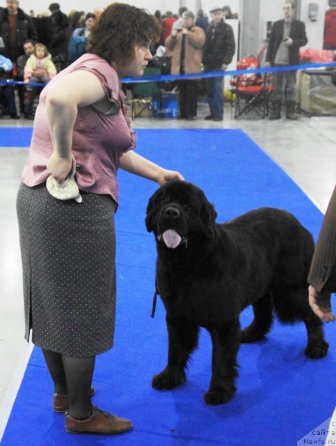 Фото: ньюфаундленд Aquatoriya Kelvin Kadril (Акватория Келвин Кадриль)