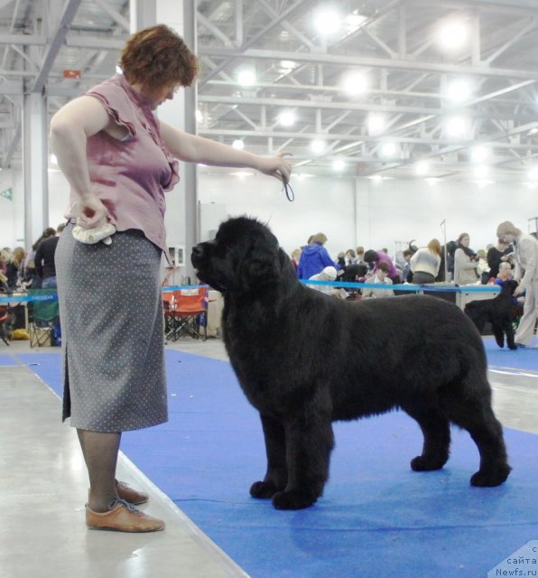 Фото: ньюфаундленд Aquatoriya Kelvin Inspirit Life (Акватория Келвин Инспирит Лайф)