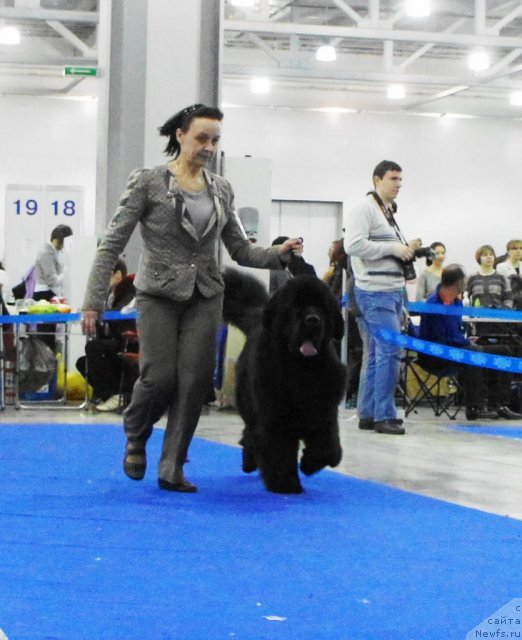 Фото: ньюфаундленд Beguschaya po Volnam Sun in My Hand (Бегущая по Волнам Сун ин Му Ханд)