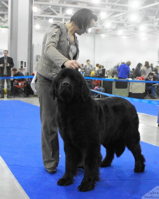 Фото: ньюфаундленд Beguschaya po Volnam Harizma (Бегущая по Волнам Харизма)