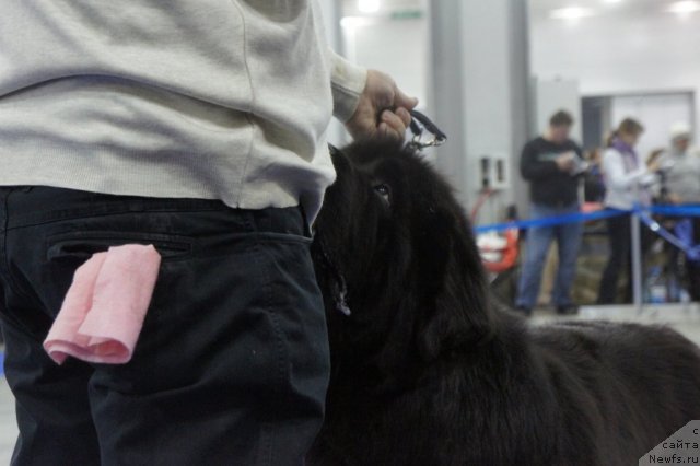 Фото: ньюфаундленд Cayuga Mescalero