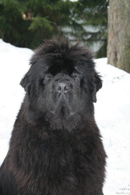 Фото: ньюфаундленд Smigar Nimfeya Neotrazimaya (Смигар Нимфея Неотразимая)