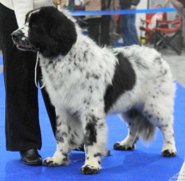 Фотография № 62850