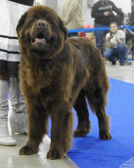 Фото: ньюфаундленд Igerma iz Akademii Shokolada (Игерма из Академии Шоколада)