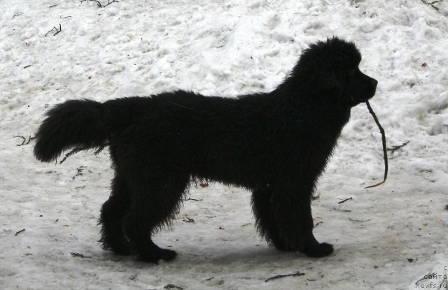 Фотография № 62855