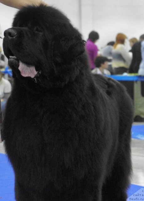 Фотография № 62859