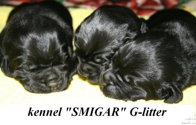 Фото: ньюфаундленд Smigar Osennyaya Skazka (Смигар Осенняя Сказка)