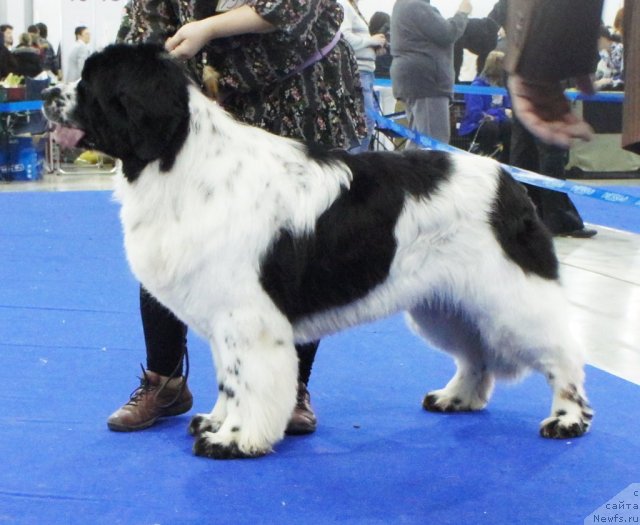 Фотография № 62874