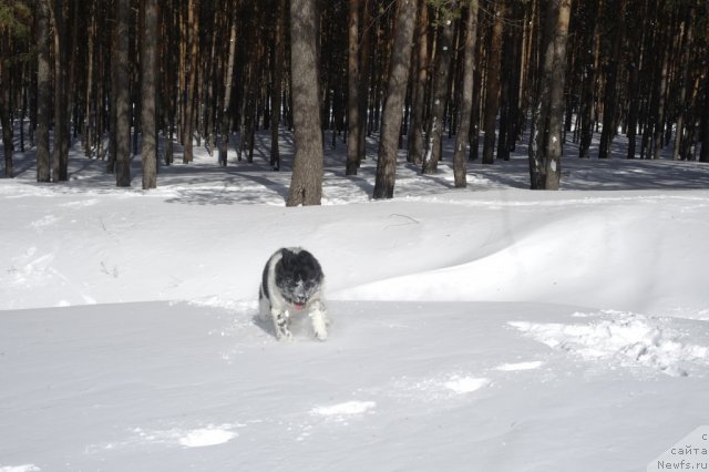 Фото: ньюфаундленд Kiper Soul Jemchujina Belaya (Кипер Соул Жемчужина Белая)