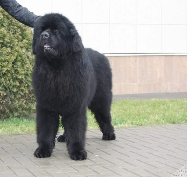 Фотография № 62883