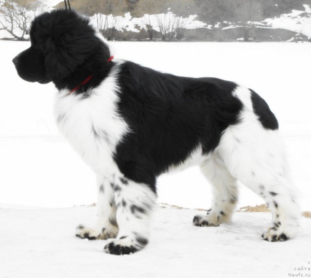 Фото: ньюфаундленд Piternyuf Play Boy (Питерньюф Плэй Бой)