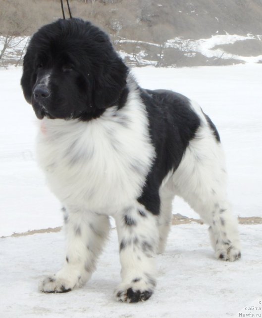 Фото: ньюфаундленд Piternyuf Play Boy (Питерньюф Плэй Бой)