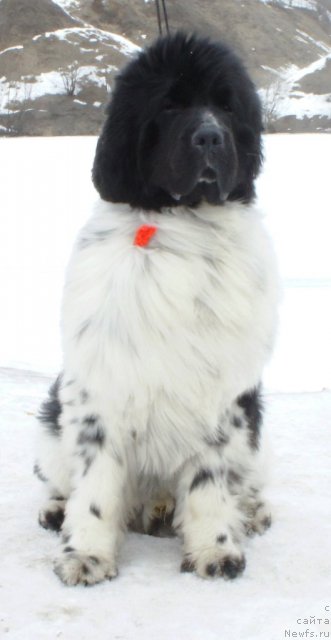 Фото: ньюфаундленд Piternyuf Play Boy (Питерньюф Плэй Бой)