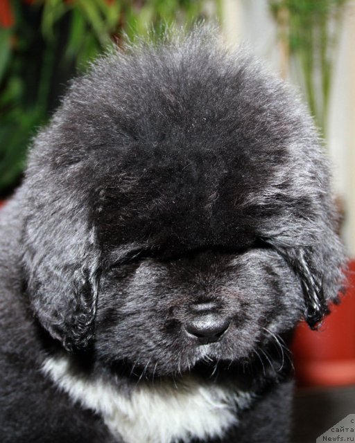 Фото: ньюфаундленд Utes s Berega Dona (Утес с Берега Дона)