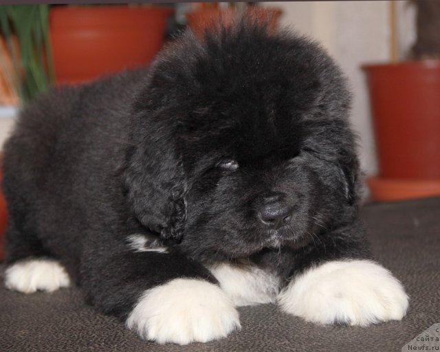 Фото: ньюфаундленд Utes s Berega Dona (Утес с Берега Дона)