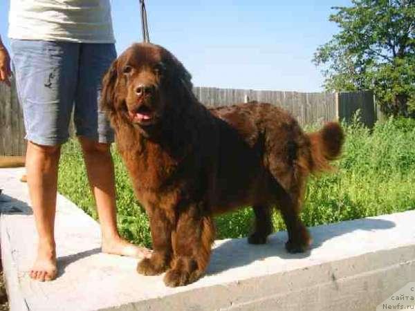 Фото: ньюфаундленд Obush Shed Hanum (Обуш Шед Ханум)