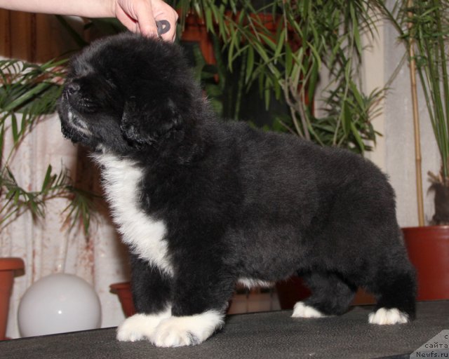 Фото: ньюфаундленд Utes s Berega Dona (Утес с Берега Дона)