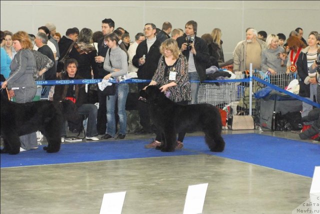 Фото: ньюфаундленд Sent Djons Sabina Mistical (Сент Джонс Сабина Мистикал)