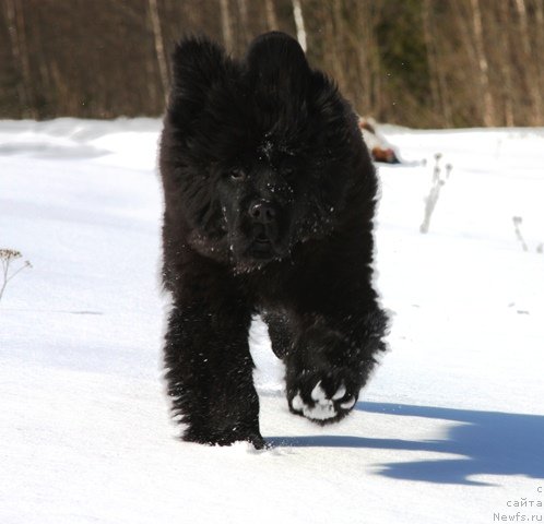 Фотография № 62955