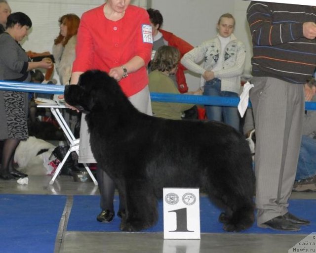 Фото: ньюфаундленд Midnight Lady's Voodoo Priest