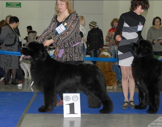 Фото: ньюфаундленд Sent Djons Sabina Mistical (Сент Джонс Сабина Мистикал)