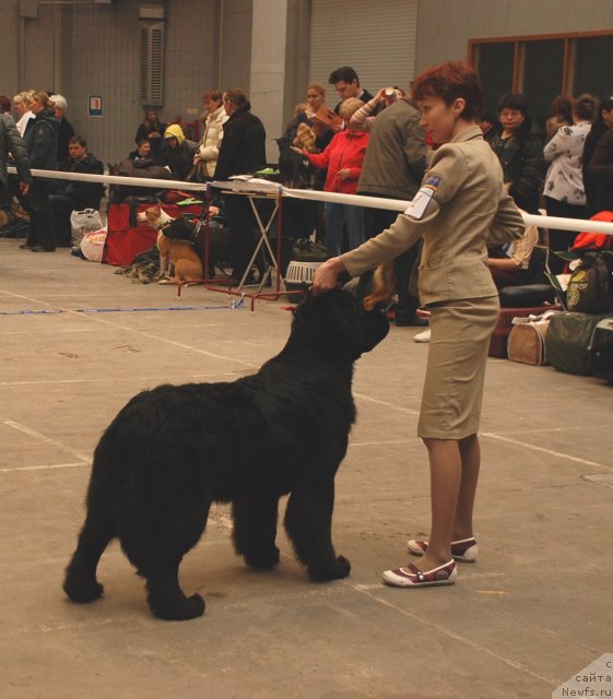 Фото: ньюфаундленд Tsentr Mirozdaniya iz Arkaima (Центр Мироздания из Аркаима), Marina Volkova (Марина Волкова)