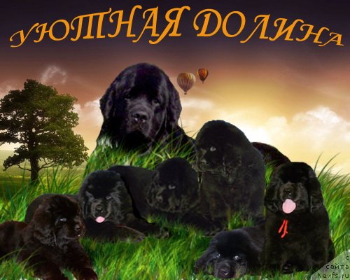 Фотография № 62977