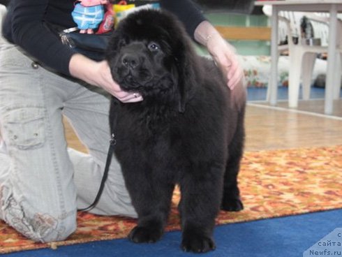 Фото: ньюфаундленд Uyutnaya Dolina Bassinda Glamur Lyeydi (Уютная Долина Бассинда Гламур Лэйди)