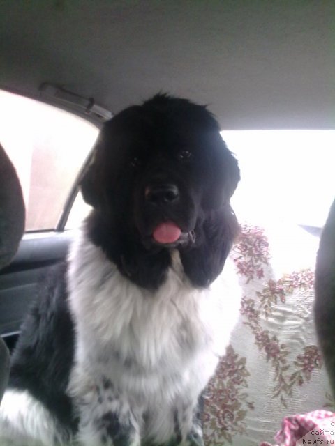 Фотография № 62981